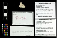 Foto (Objekt + Etikett) von Cracensigillatus acutirostris (Moericke, 1889)  (NHMW-GEO-2014-0194-0738)